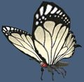 Butterfly White.jpg