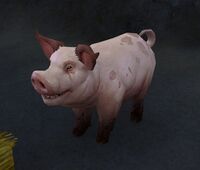 Image of Warsong Swine