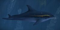Image of Duskwave Dolphin