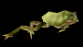 [Tree Frog]