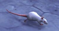 Image of Frostfur Rat