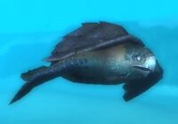 Image of Great Sea Flatback