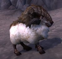 Image of Wooly Ewe