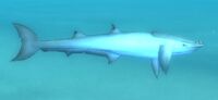 Image of Isle Remora Shark