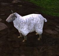 Image of Sheepie