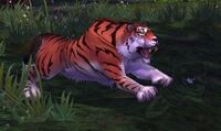 Image of Lurking Tiger