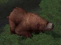 Image of Rabid Brown Bear