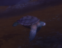 Image of Baby Sea Turtle