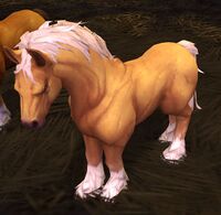 Image of Darkmoon Pony