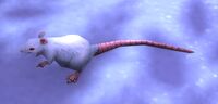 Image of Frostwall Rat