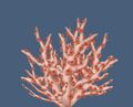 Pink Punker Coral.jpg