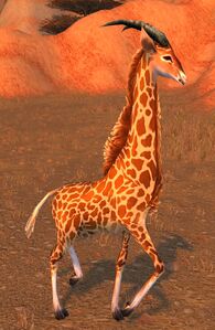 Image of Barrens Giraffe