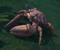 Image of Hardback Crab