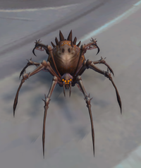 Image of Burrow Spiderling