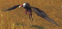 Image of Barrens Vulture
