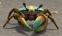 Image of Brineshell Crab
