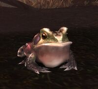 Image of Swamp Toad