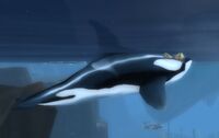 Image of Glimmer Bay Orca