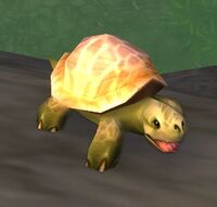 Image of Softshell Turtle