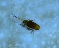 Image of Deepholm Cockroach