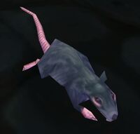 Image of Underbelly Rat