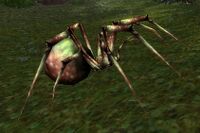 Image of Northridge Spider