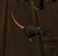 Image of Scavenging Rat