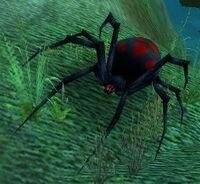 Image of Black Widow Hatchling