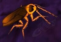 Image of Nether Roach