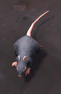 Image of Frostfire Rat