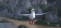 Image of Cove Seagull