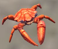 Image of Pygmy Crab