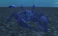 Image of Spirit Crab