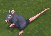 Image of Bilge Rat