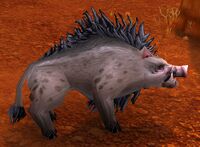 Image of Wild Mature Swine
