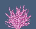 Lipstick Carnation Coral.jpg