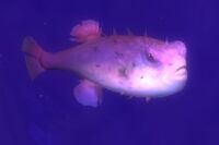Image of Barbed Puffer