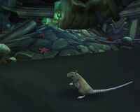 Image of Sewer Rat