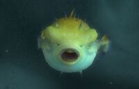 Image of Prickly Puffer