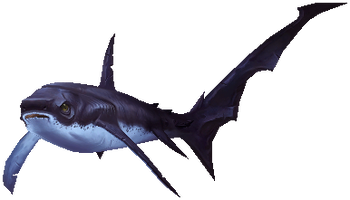 Thresher shark