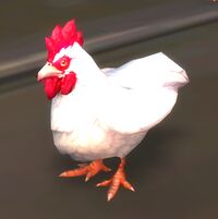 Image of Frightened Chicken