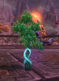 Image of Enchanted Plant