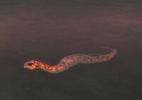 Image of Swamp Snake