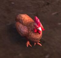 Image of Hillpaw's Chicken