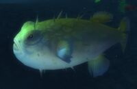 Image of Vicious Puffer