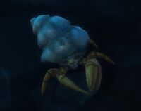 Image of Hermit Crab