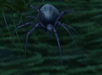 Image of Dusk Spiderling