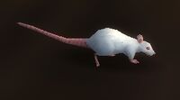 Image of Mouse