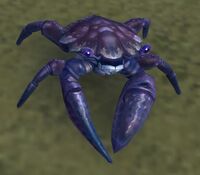 Image of Strand Crab