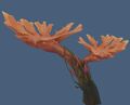 Moosehorn Coral2.jpg